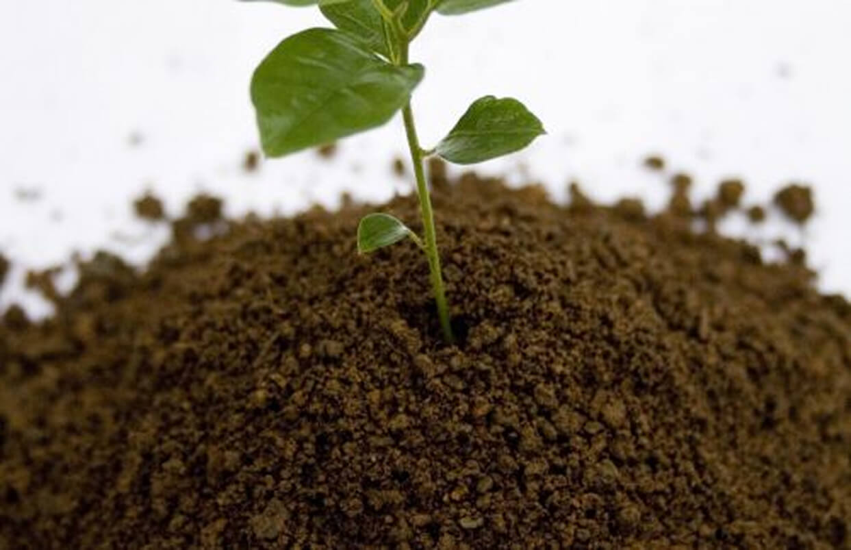 Welke potgrond heb ik nodig?